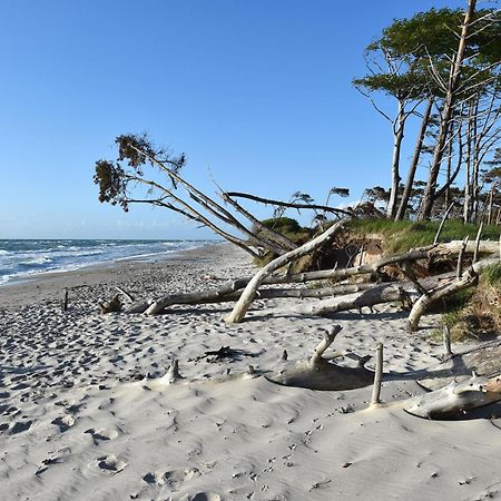 Strandhafer An Der Seebruecke زنغست المظهر الخارجي الصورة