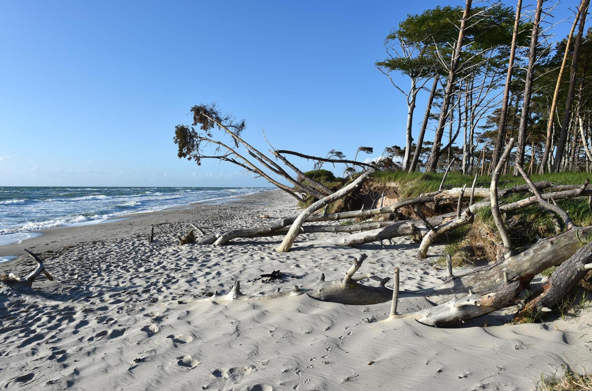 Strandhafer An Der Seebruecke زنغست المظهر الخارجي الصورة